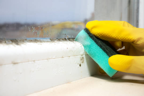 Best Environmental Consulting for Mold Prevention  in Folcroft, PA